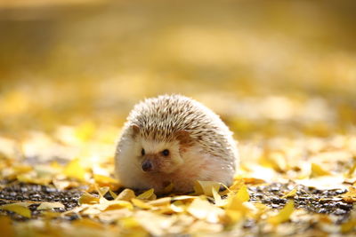 Hedgehog on yellow leaves