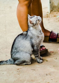 Low section of cat sitting on man