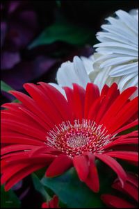 Close-up of red daisy