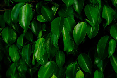 Background nature banyan tree bush, the tree decorate in the garden.