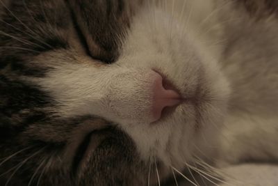 Close-up of cat