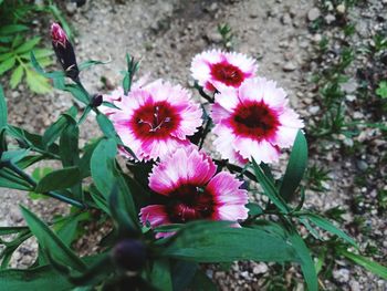 High angle view of pink flowering plants