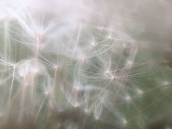 Full frame shot of dandelion