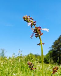 Close-up of red flowering plant against blue sky