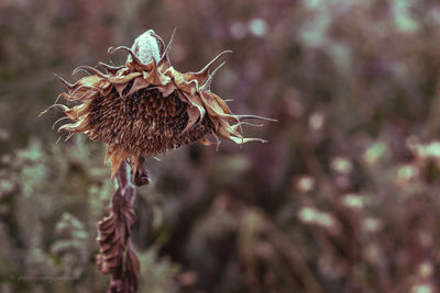 Close-up of plant