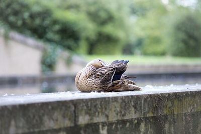 Bird perching on retaining wall against lake