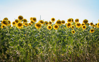 Sunflowers in field