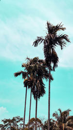 Low angle view of palm trees against sky