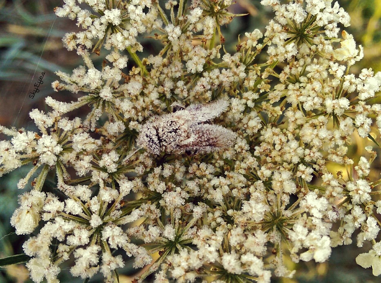 flower, animal themes, animals in the wild, wildlife, one animal, growth, white color, nature, branch, beauty in nature, freshness, fragility, tree, blossom, bird, close-up, focus on foreground, petal, outdoors, insect