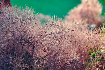 Close-up of pink cherry blossoms in spring