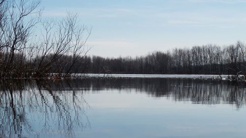 Reflection of trees in lake