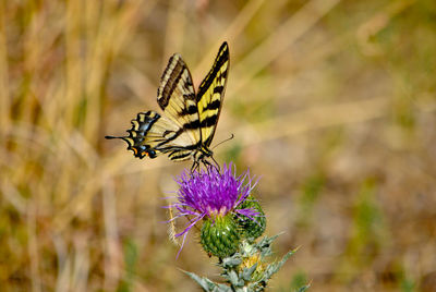 Close-up of butterfly on flower