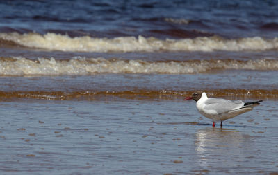 Seagull perching on beach