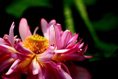 Close-up of pink flower