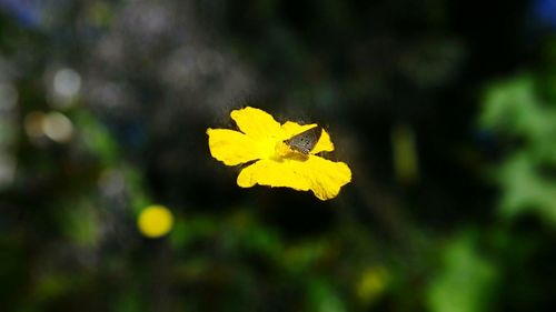 Close-up of butterfly perching on yellow flower