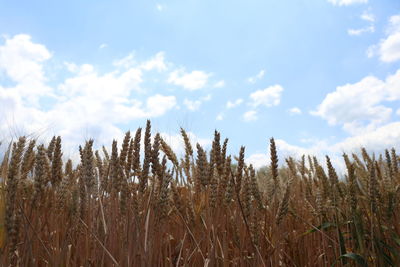 Low angle view of plants on land against sky