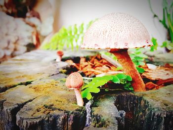 Close-up of mushrooms