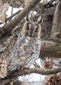 Bird perching on tree