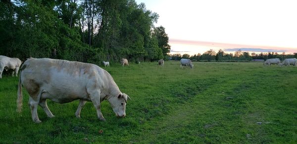 Horses grazing in a field