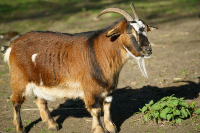 Lion standing in a field