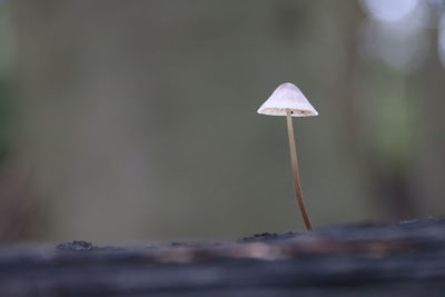 Close-up of mushroom growing on land