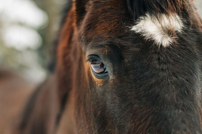 Close-up portrait of a horse