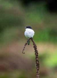 Close-up of bird perching on plant