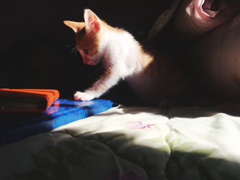 Cat relaxing on bed at home