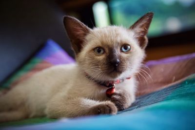 Close-up portrait of a cat