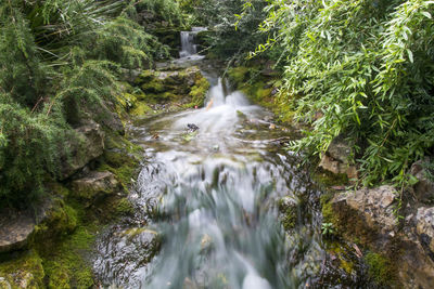 Scenic view of waterfall in forest