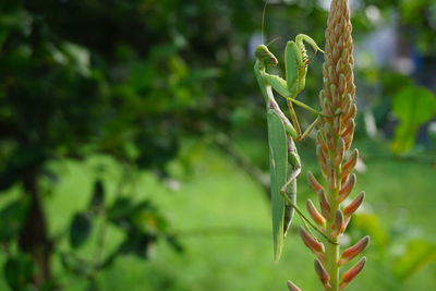 Close-up of insect on plant