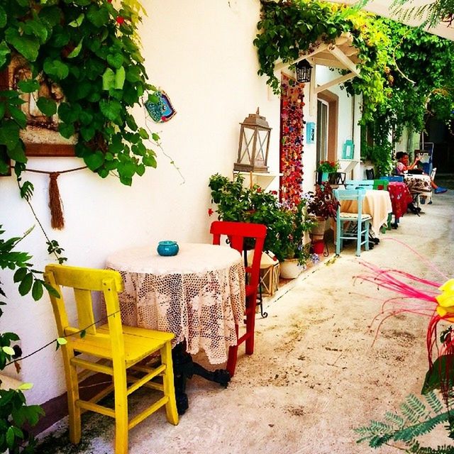 chair, potted plant, built structure, architecture, building exterior, table, empty, absence, plant, growth, front or back yard, day, sunlight, house, flower pot, seat, no people, outdoors, tree, bench