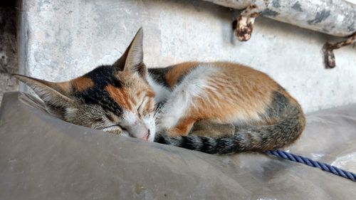 Close-up of cat sleeping