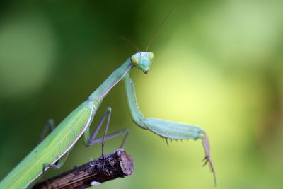 Close-up of insect