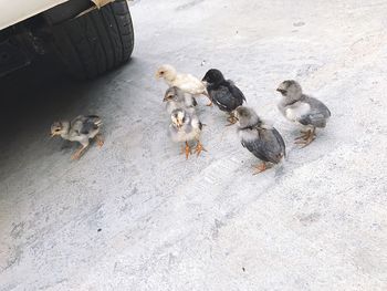 High angle view of birds eating