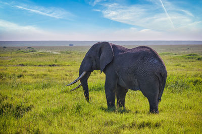 Elephant in a field