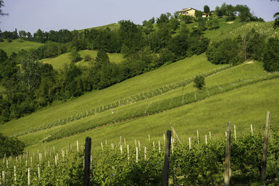 Scenic view of agricultural field against sky