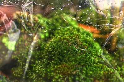 Close-up of wet plants