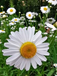 Close-up of white daisy flower on field