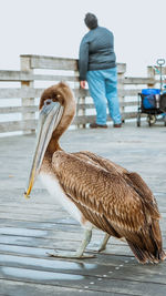 Close-up of pelican