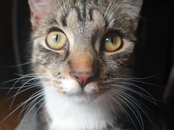 Close-up portrait of cat