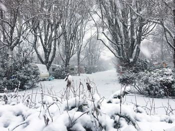 Bare trees on snow covered landscape