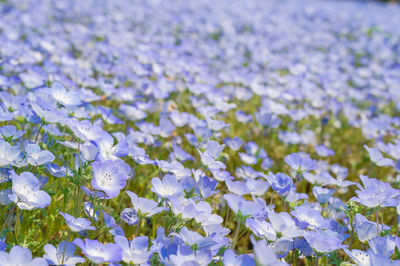 Nemophilas in full bloom in a park in hitachinaka city, ibaraki prefecture
