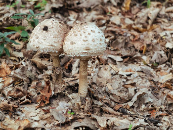 Close-up of mushroom on field