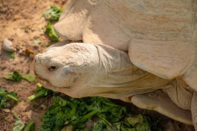 High angle view of lizard on land