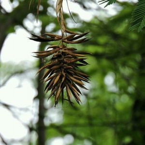 Close-up of leaves