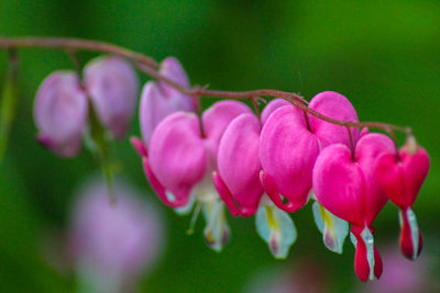 Close-up of pink flowering plant