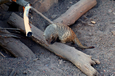 High angle view of animal lying on land