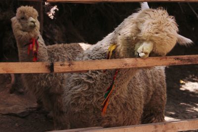 Close-up of alpacas