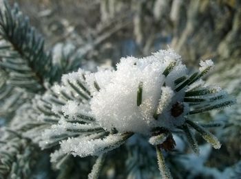 Close-up of frozen leaf